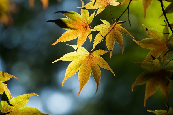 Yellow leaves on a tree. Autumn highlights of nature