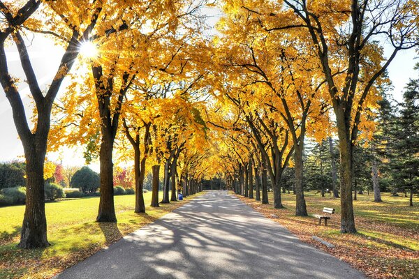 Sonniger Abend im Herbstpark