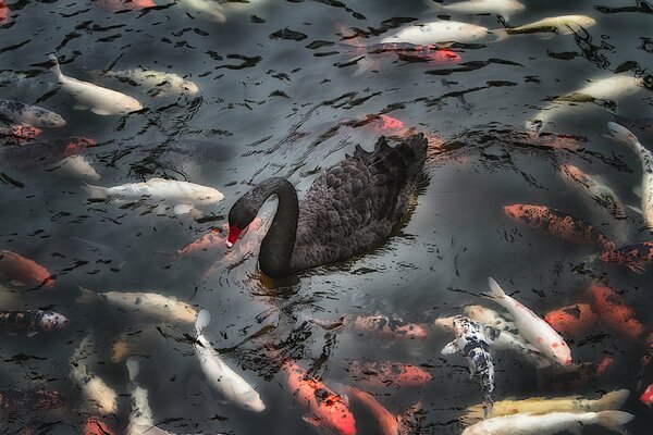 Cisne negro y carpas moteadas