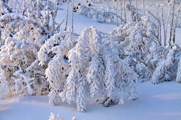 Mit Schnee bedeckte Zweige von Büschen