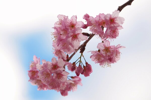 Las flores de cerezo rosa recuerdan la primavera