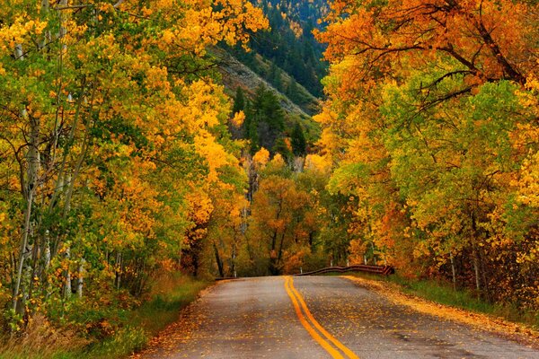 Camino colorido en el bosque de otoño. Otoño dorado