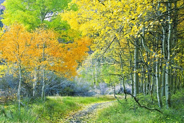 Un pequeño camino hacia el bosque de otoño