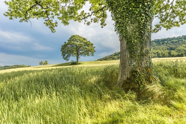 Sommerlandschaft vor einem Gewitter