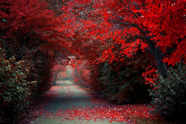 The road is covered with red trees