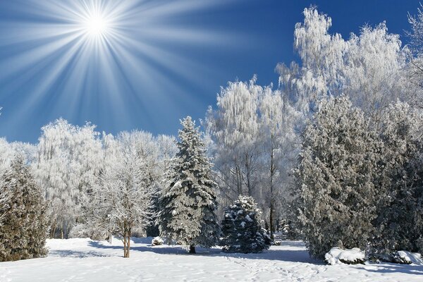 Parque de invierno cubierto de nieve