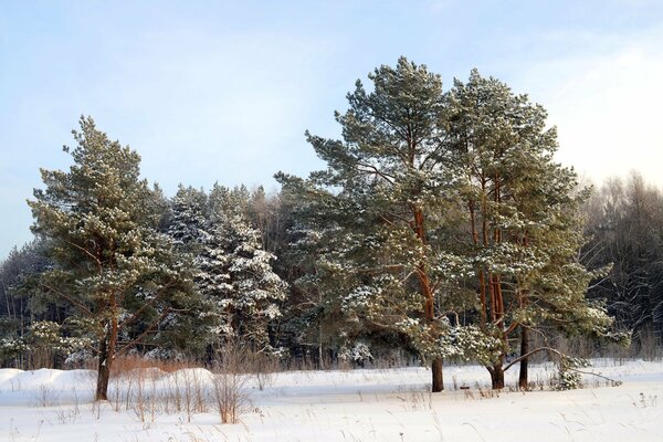 Winterwald. Schnee bedeckt den Boden