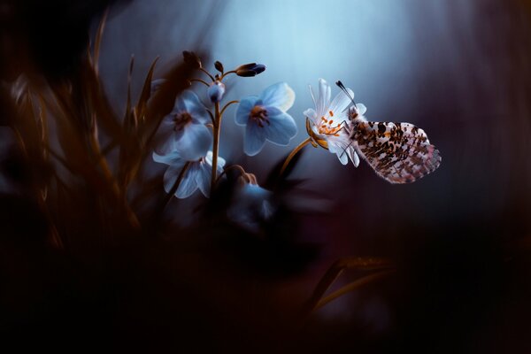 Papillon assis sur une fleur dans la nuit