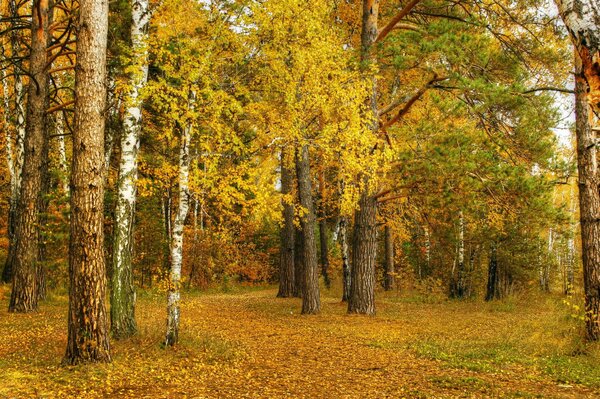 Bouleaux jaunes dans le bosquet d automne