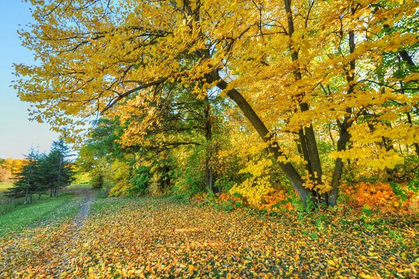 The road in the autumn park among the trees