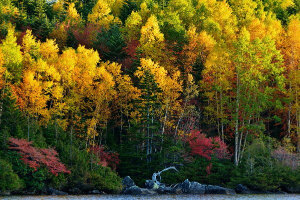 Herbstpalette des Waldes am See