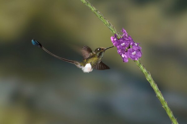 Hummingbird in flight close-up