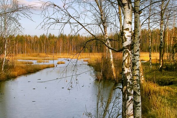 Autumn forest, birch trees on the river bank