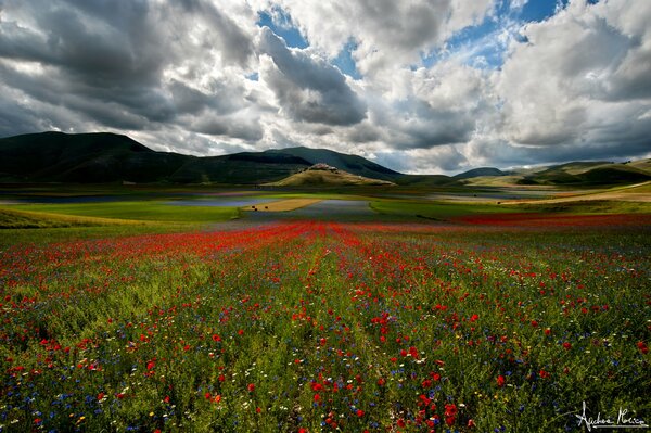 The beauty of nature. Field of tulips under cumulus clouds