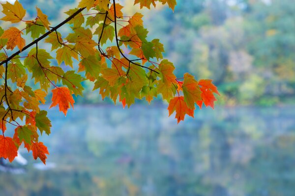 Autumn maple. above the water