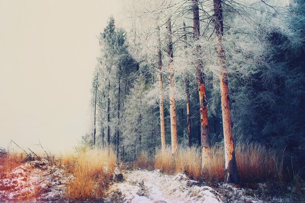 Russian forest in December