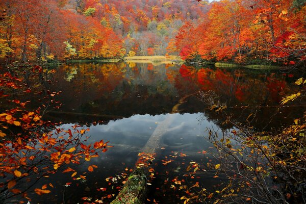 Feuilles de pourpre dans la forêt d automne