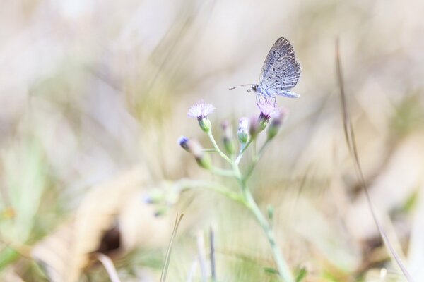 Schmetterling auf einer Blume unter Laub