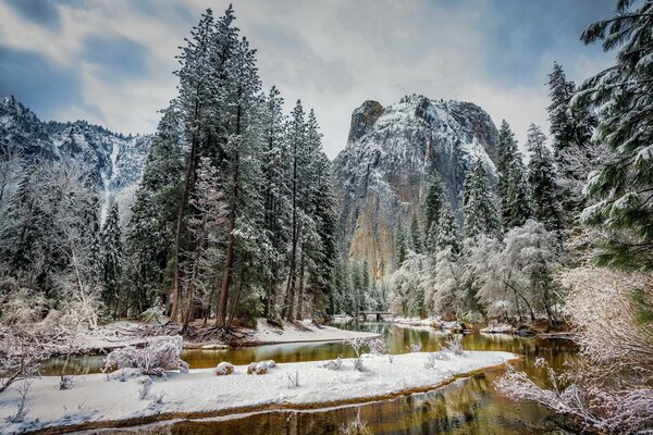 Forêt de conifères enneigée sur fond de montagnes d hiver