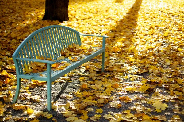 Banco en la alfombra de hojas de otoño