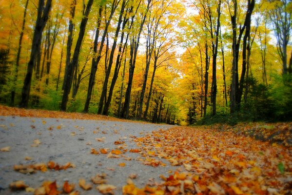 Der Herbst hat den Park mit goldenem Laub von Bäumen überflutet