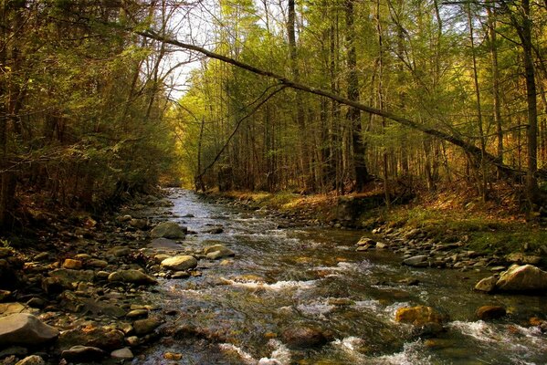 Spring forest river and stones