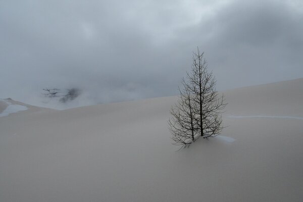 Arbre solitaire gèle en hiver