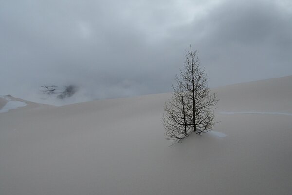 Samotne drzewo zamarza zimą