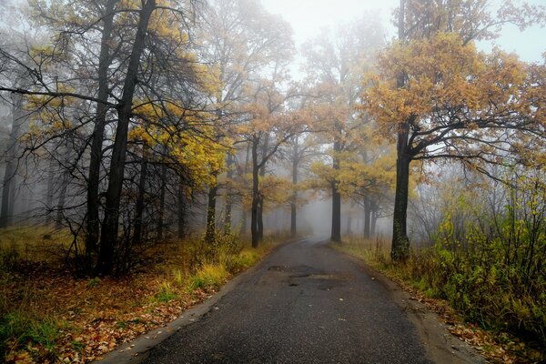 Autumn landscape in the forest