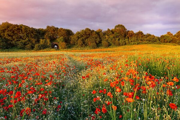 Sommer Abend Mohnfeld