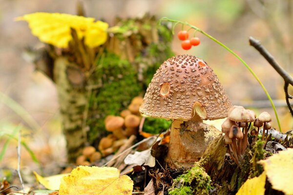 Ein Pilz mit einem Nabelschnurhut breitet sich zwischen Herbstblättern und Beeren im Wald aus