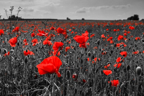 Poppies on the background of clouds