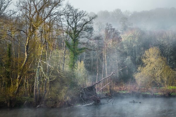 Düsterer Nebel am Fluss im Wald