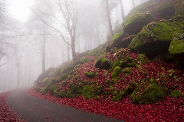 A foggy road leading to beauty