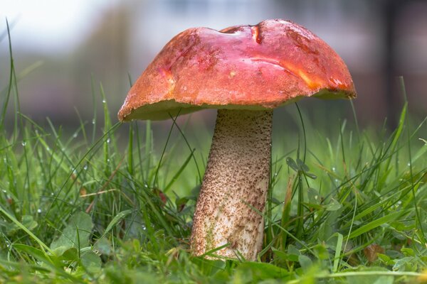 Beau champignon épais avec chapeau rouge de plus en plus sur l herbe verte dans la rosée