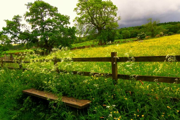 Beautiful nature in summer. Rest