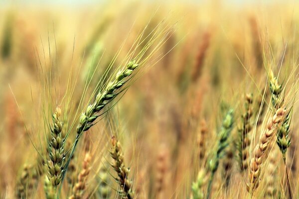 Die Ernte auf dem Feld ist unser Brot