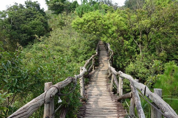 A fragile bridge into the green thicket of the forest