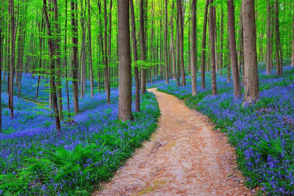 Sentiero forestale tra alberi e campanule