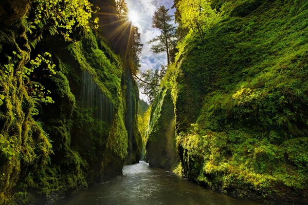 Cañón con árboles con río