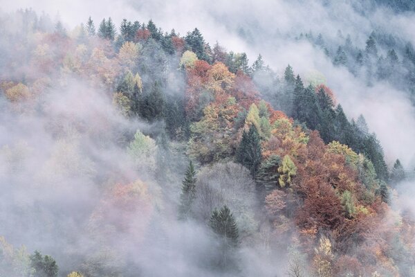 Nebeliger Wald im Herbst in den Bergen