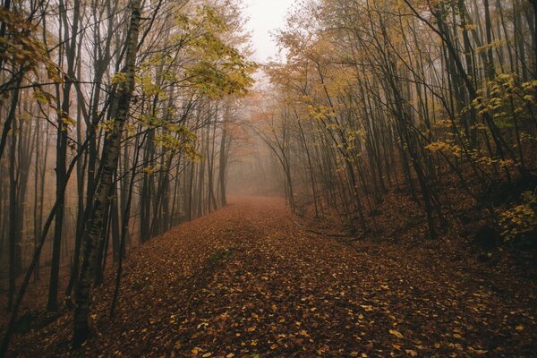 Caída de hojas en el bosque sombrío