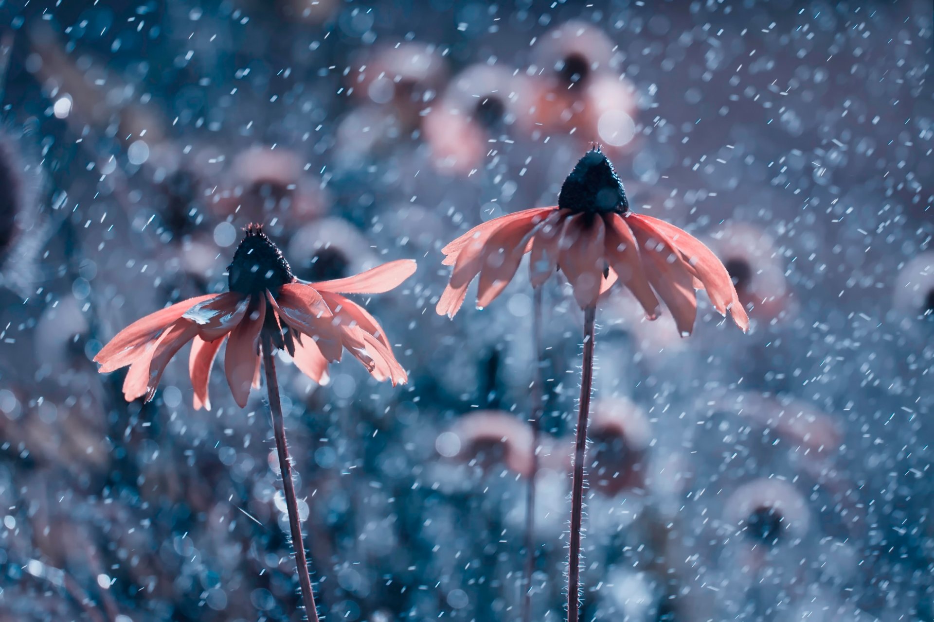 flower background light