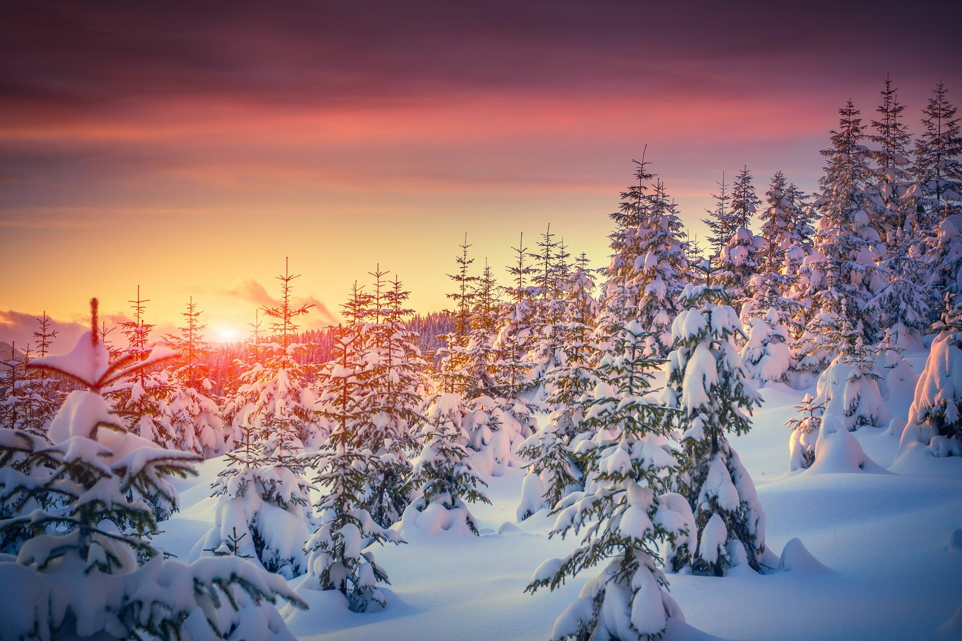 winter nature snow tree sunset winter trees christmas tree