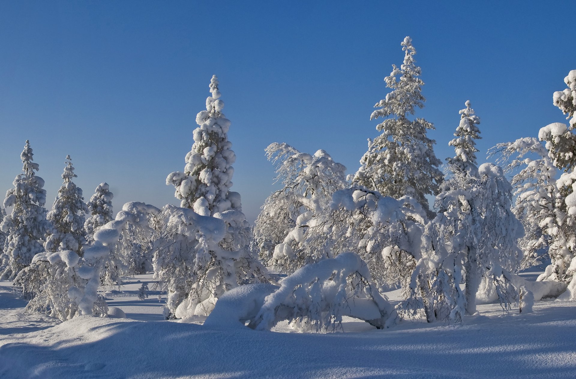 ciel forêt sapin arbres neige gel hiver arbre de noël paysage