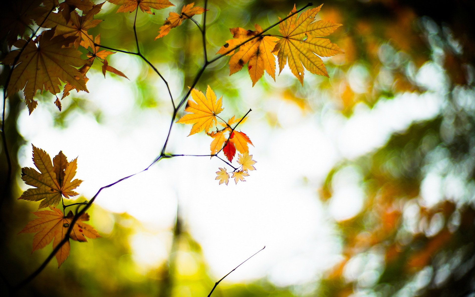 autumn leaves nature