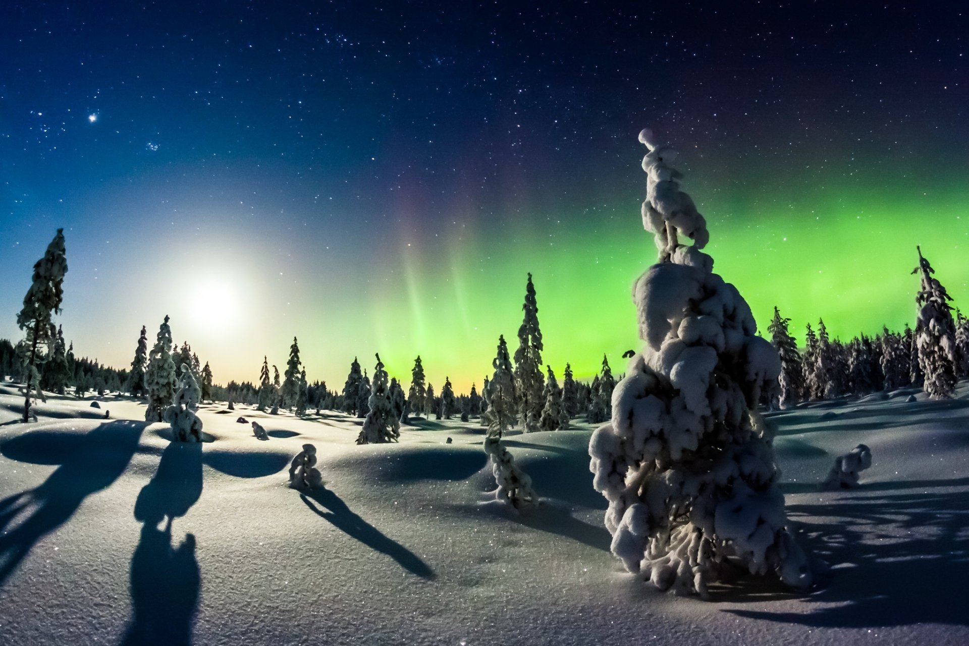 inverno neve foresta natura aurora boreale