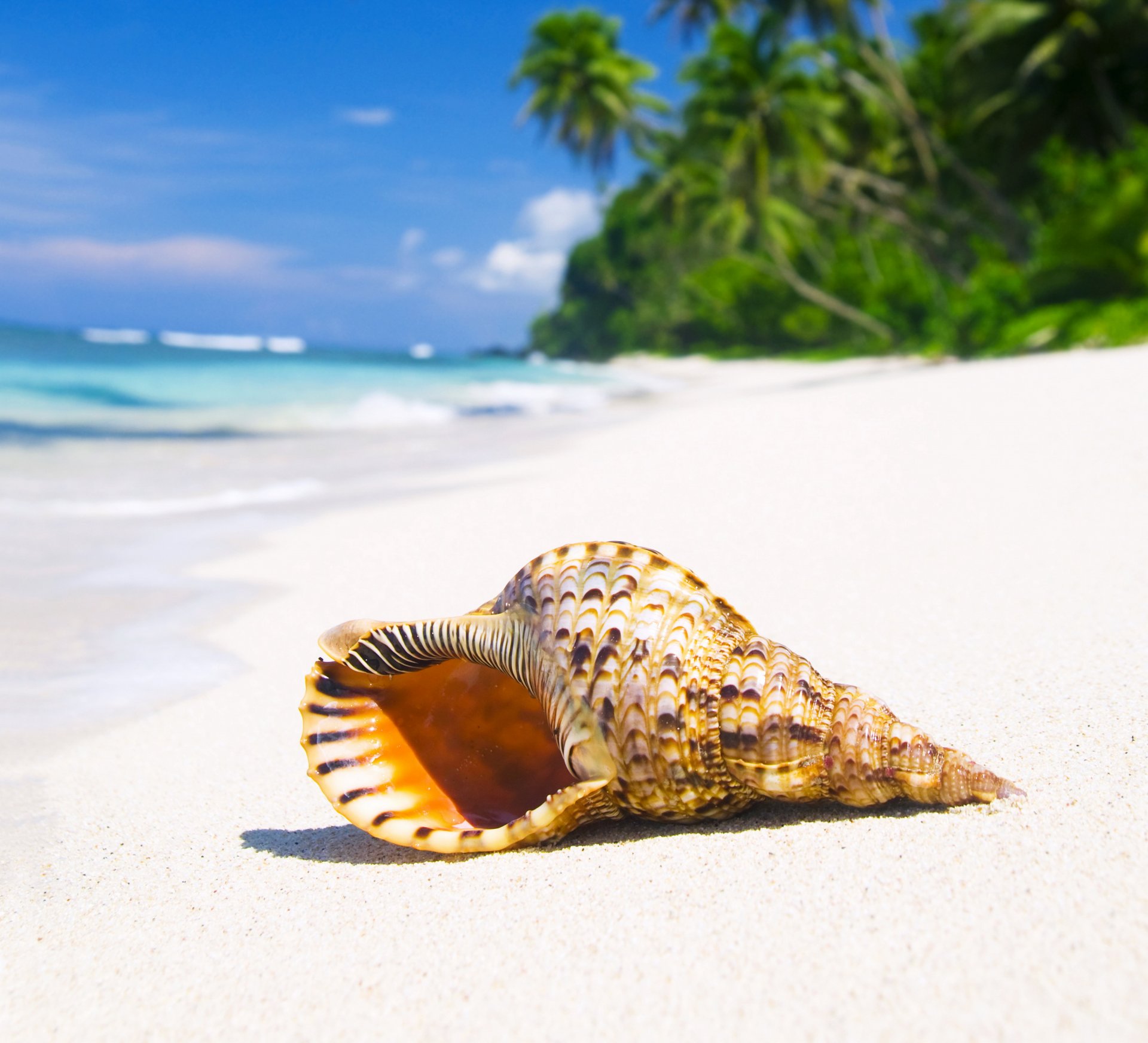 conchiglia tropicale paradiso spiaggia costa mare blu smeraldo oceano palma estate sabbia vacanza tropici sole conchiglia