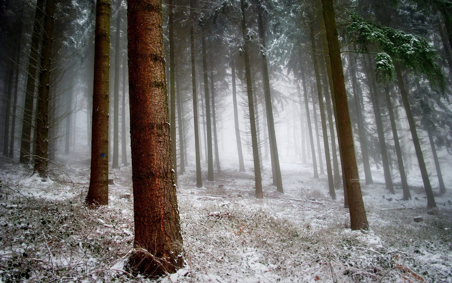 las śnieg przyroda