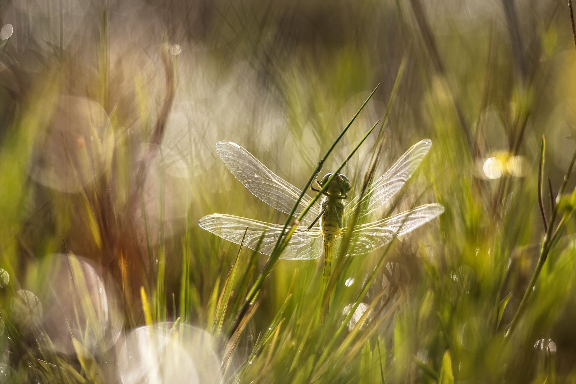 pré herbe éblouissement libellule